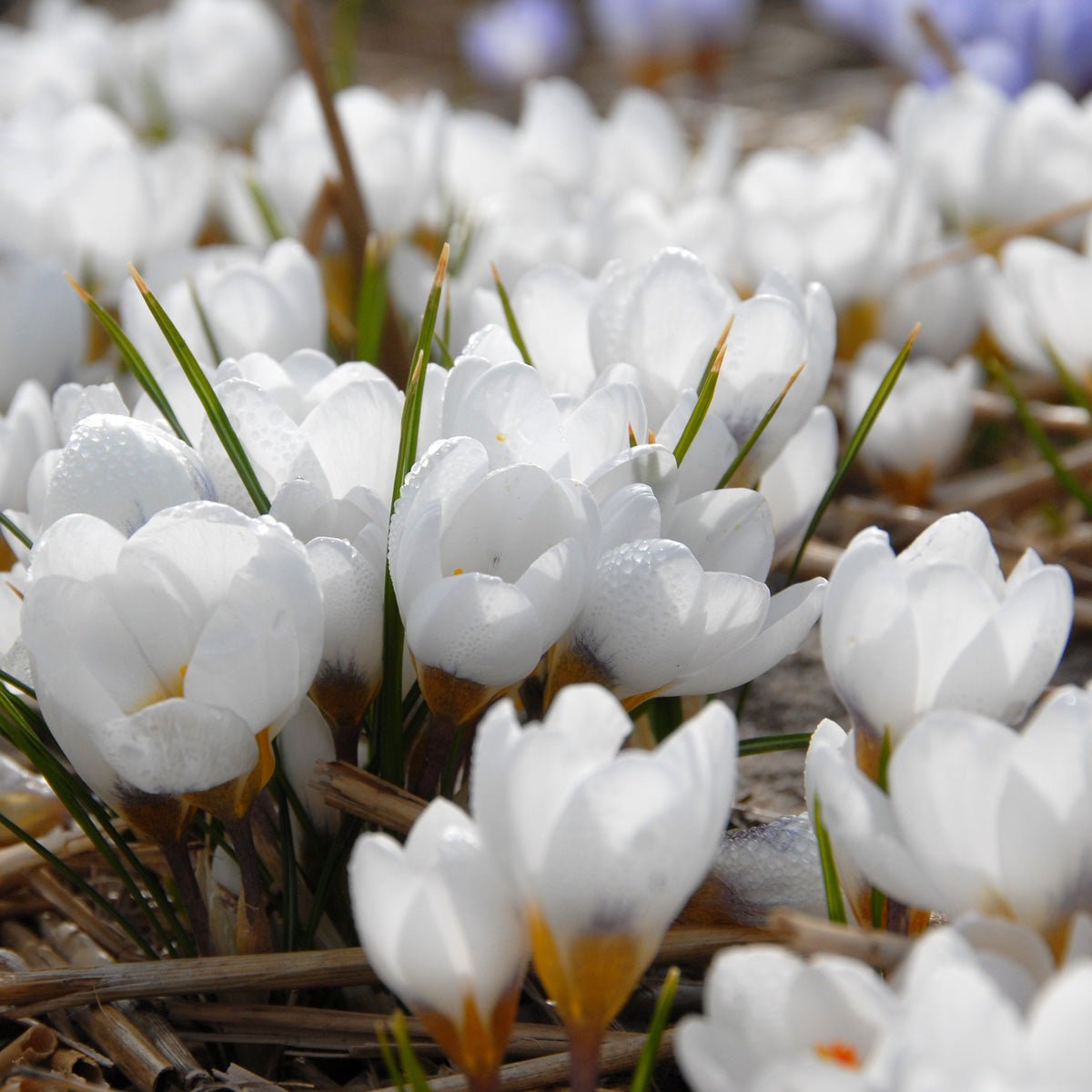 Crocus chrysanthus Ard Schenk - Crocuses - Fluwel