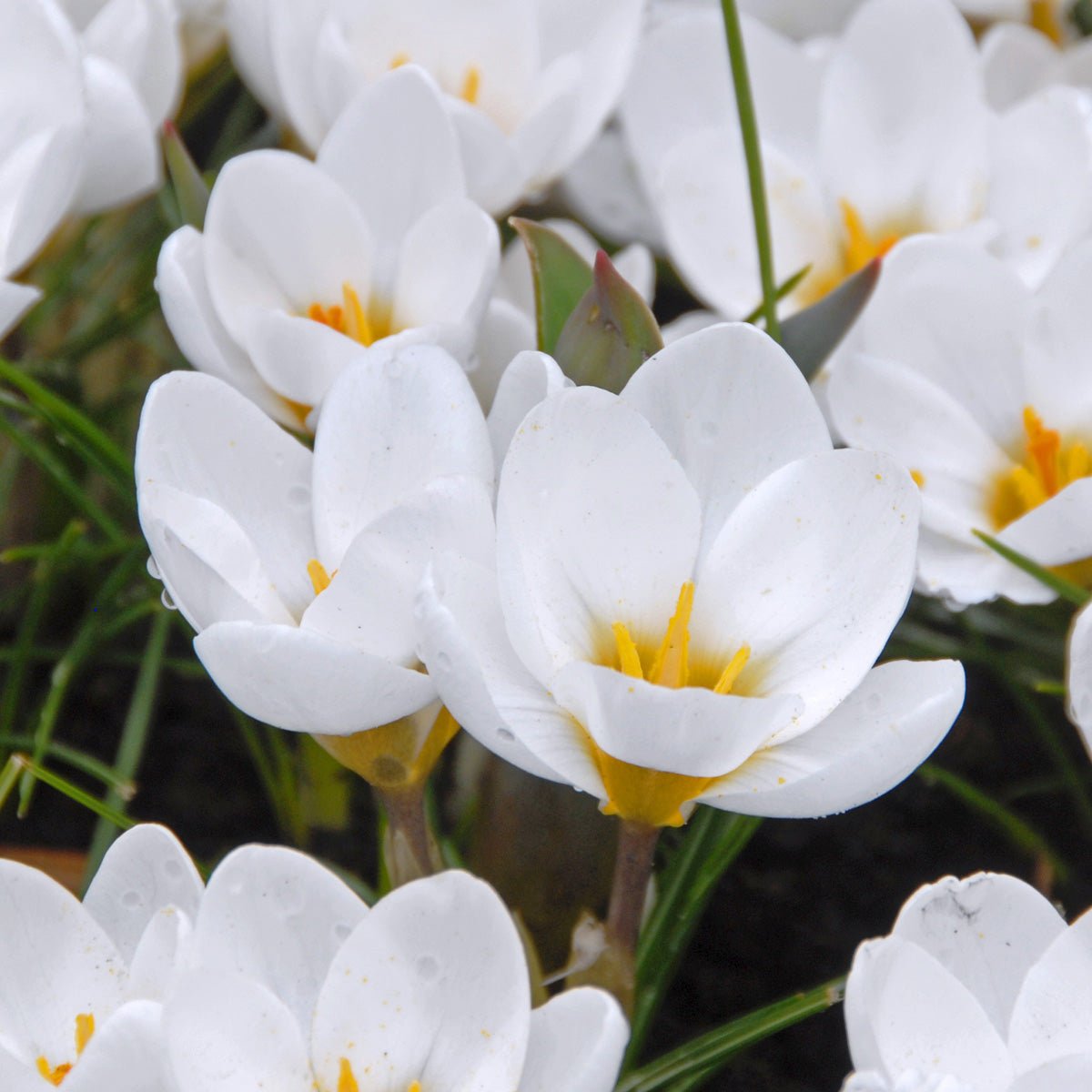 Crocus chrysanthus Ard Schenk - witte krokus - Fluwel