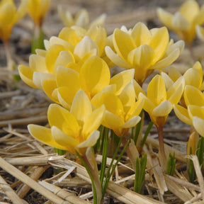 Crocus chrysanthus Romance - Crocuses - Fluwel