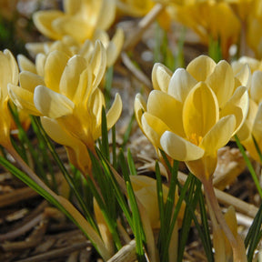 Crocus chrysanthus Romance - Crocuses - Fluwel