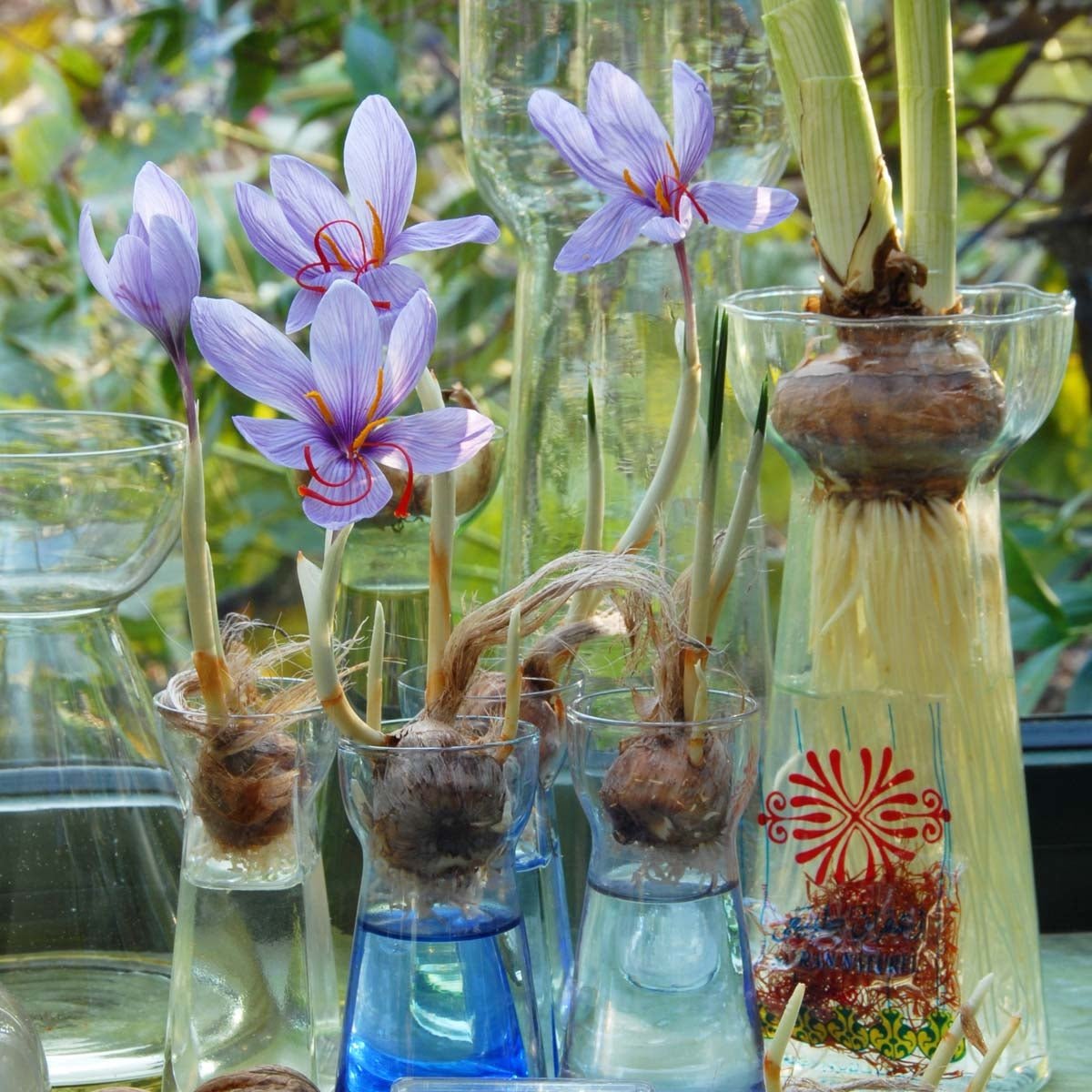 Crocus sativus 'Saffraan Crocus' - Crocuses - Fluwel