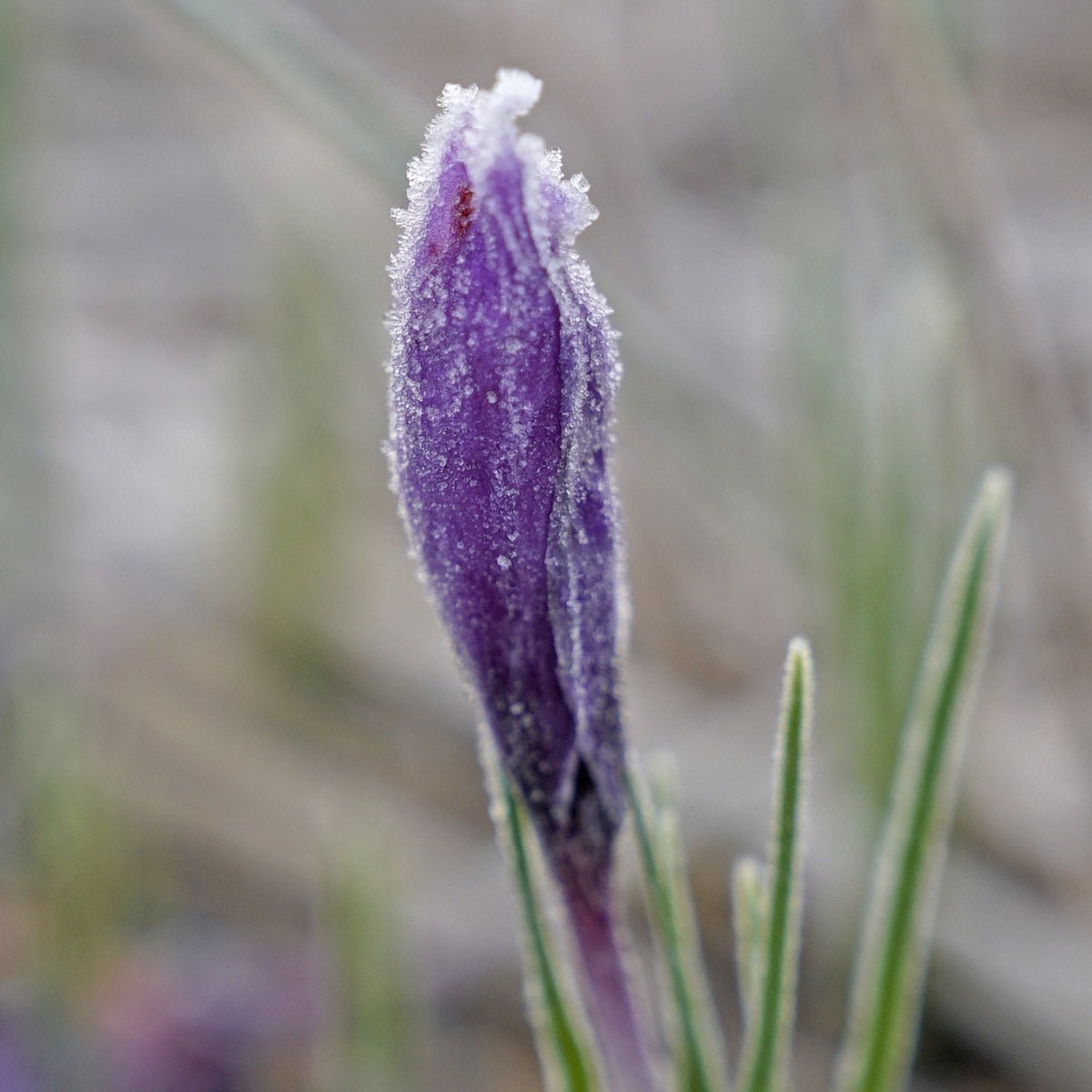 Crocus sativus 'Saffraan Crocus' - lila krokus - Fluwel