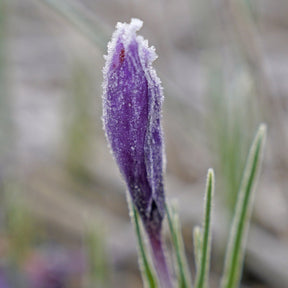 Crocus sativus 'Saffraan Crocus' - Crocuses - Fluwel