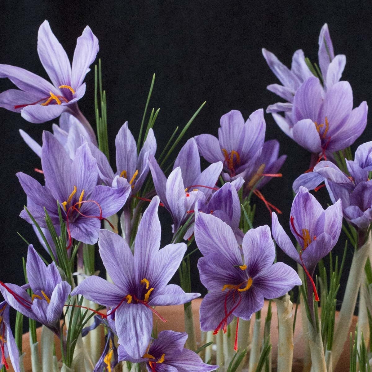 Crocus sativus 'Saffraan Crocus' - Crocuses - Fluwel