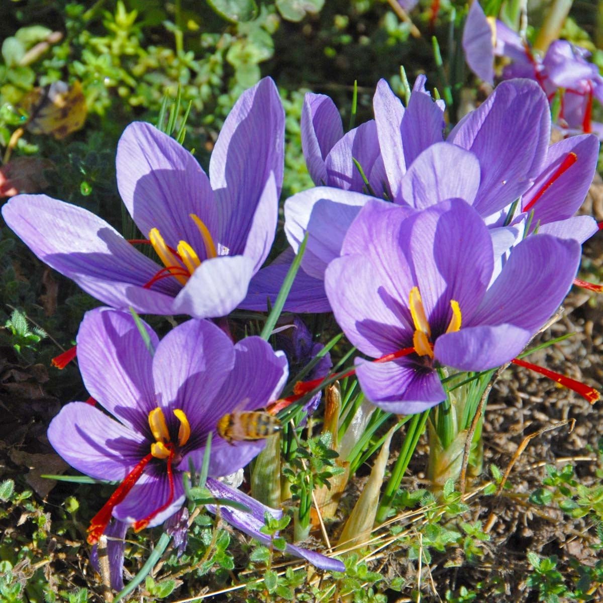 Crocus sativus 'Saffraan Crocus' - lila krokus - Fluwel