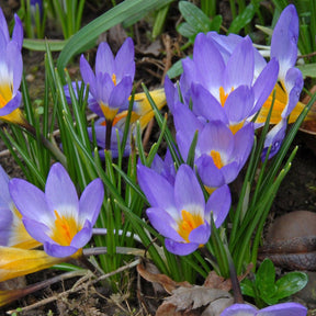 Crocus sieberi sublimis Tricolor - Crocuses - Fluwel