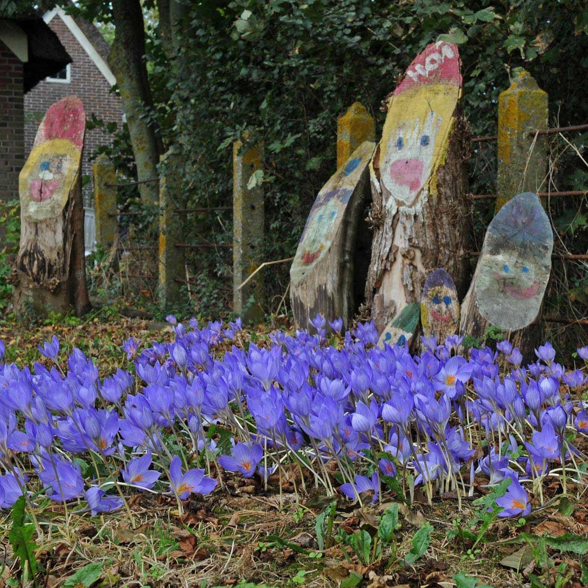 Crocus speciosus - Crocuses - Fluwel