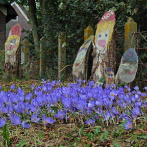 Crocus speciosus - Crocuses - Fluwel