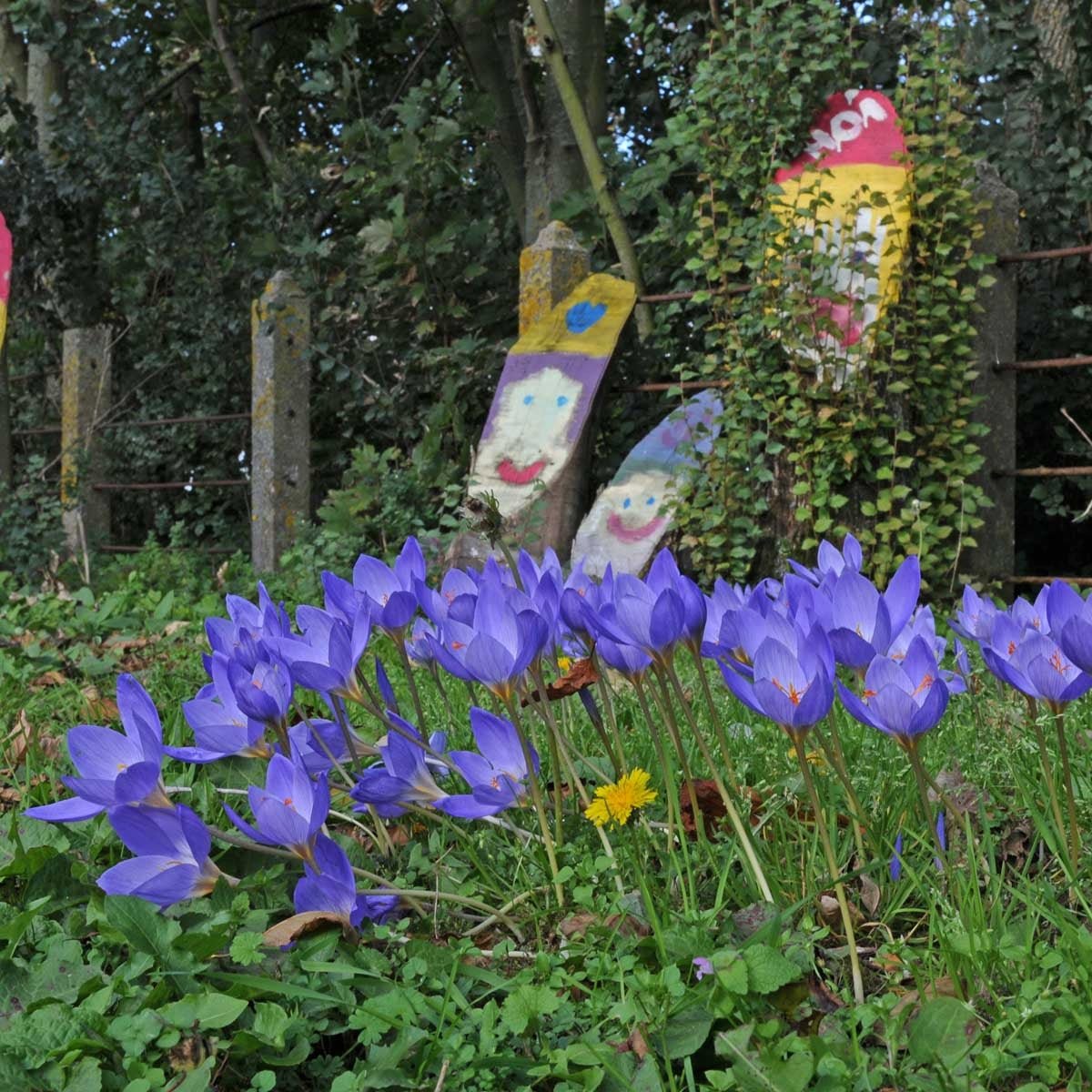 Crocus speciosus - blauwe krokus - Fluwel