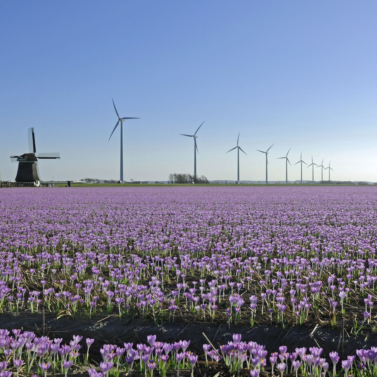 Crocus tommasinianus (Boeren Crocus) - Crocuses - Fluwel