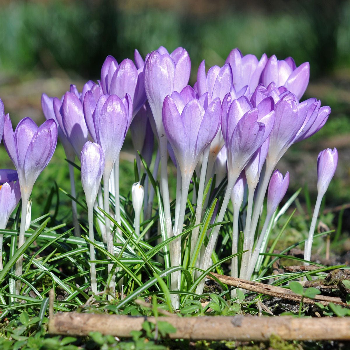 Crocus tommasinianus (Boeren Crocus) - Crocuses - Fluwel