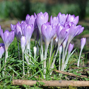 Crocus tommasinianus (Boeren Crocus) - Crocuses - Fluwel