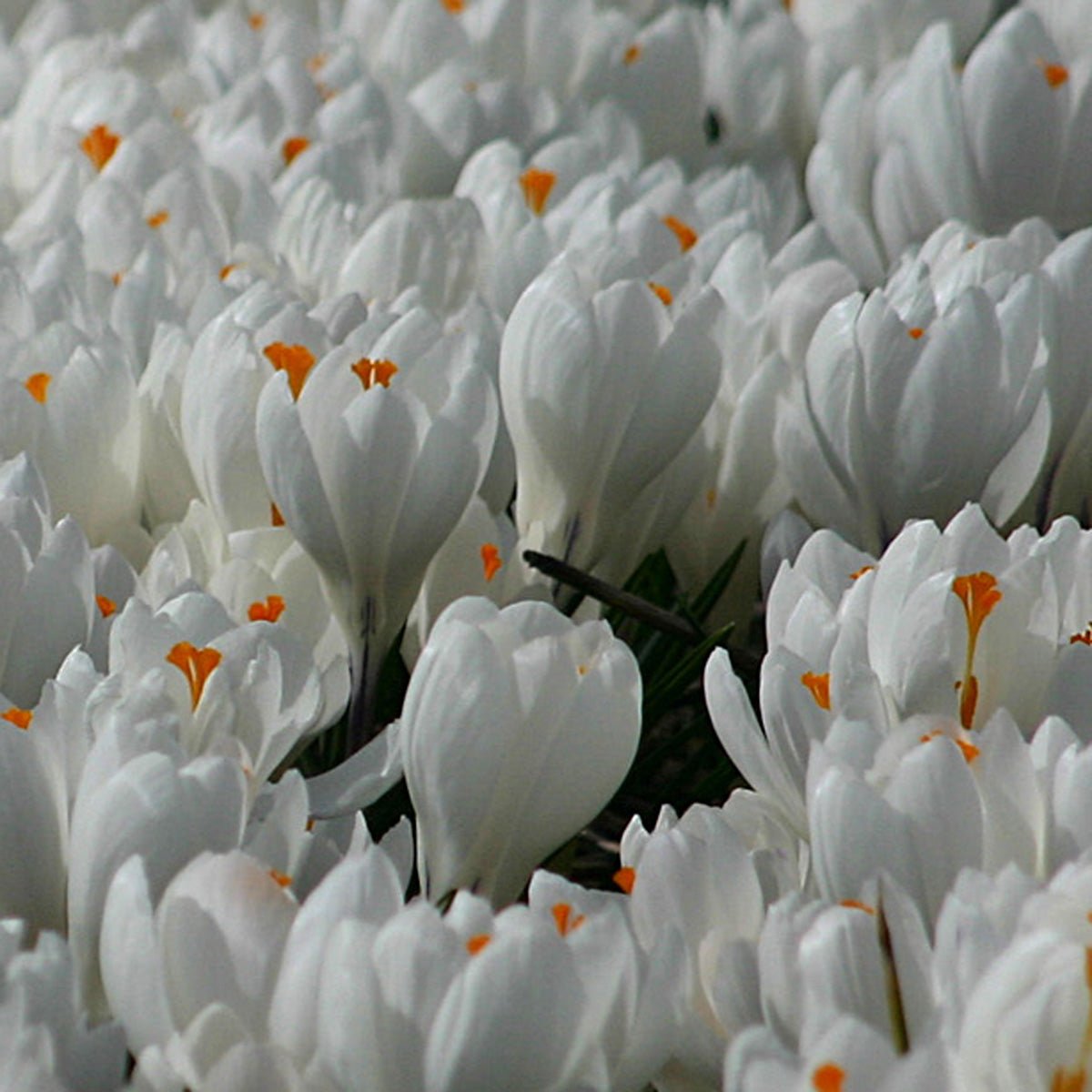 Crocus vernus Jeanne d'Arc - Crocuses - Fluwel
