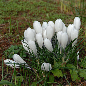 Crocus vernus Jeanne d'Arc - Crocuses - Fluwel