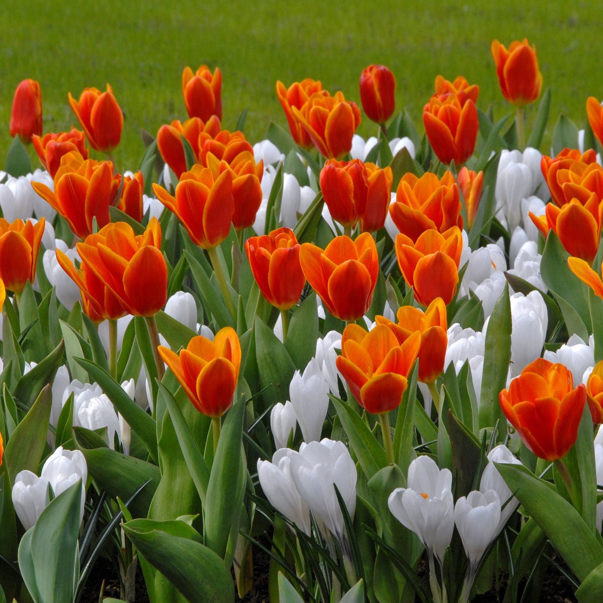 Crocus vernus Jeanne d'Arc - Crocuses - Fluwel