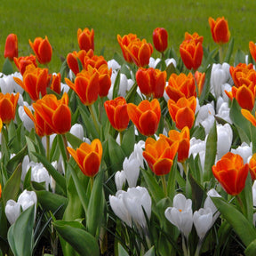 Crocus vernus Jeanne d'Arc - Crocuses - Fluwel