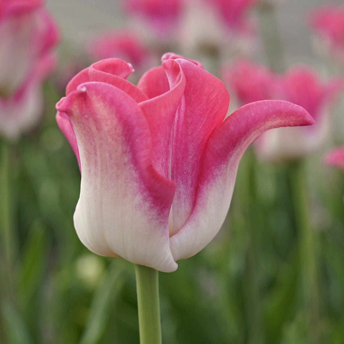 Crown of Dynasty - Tulips - Fluwel
