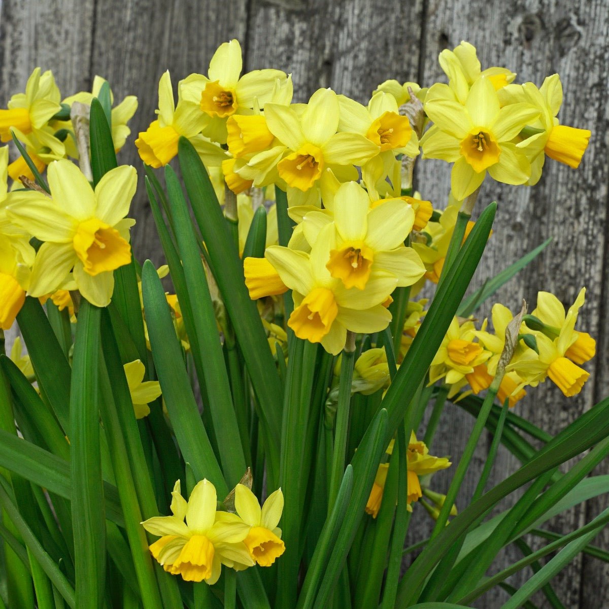 Cyclataz - geel-oranje narcis - Fluwel