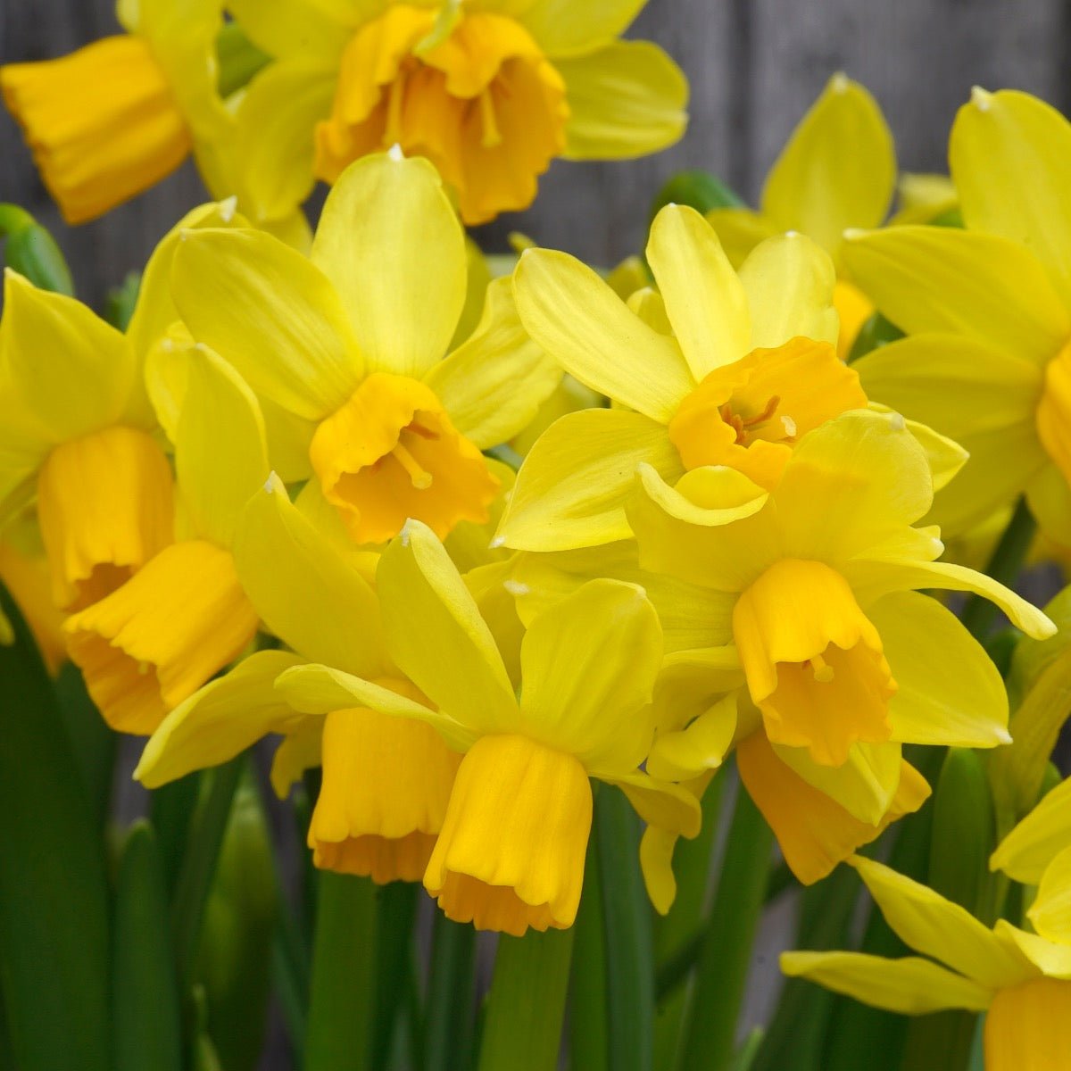 Cyclataz - Special Narcissus - Fluwel