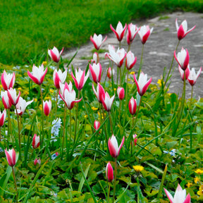 Clusiana Peppermintstick