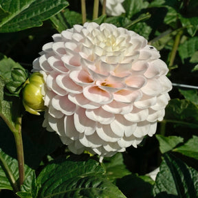 Dahlia Wizard Light