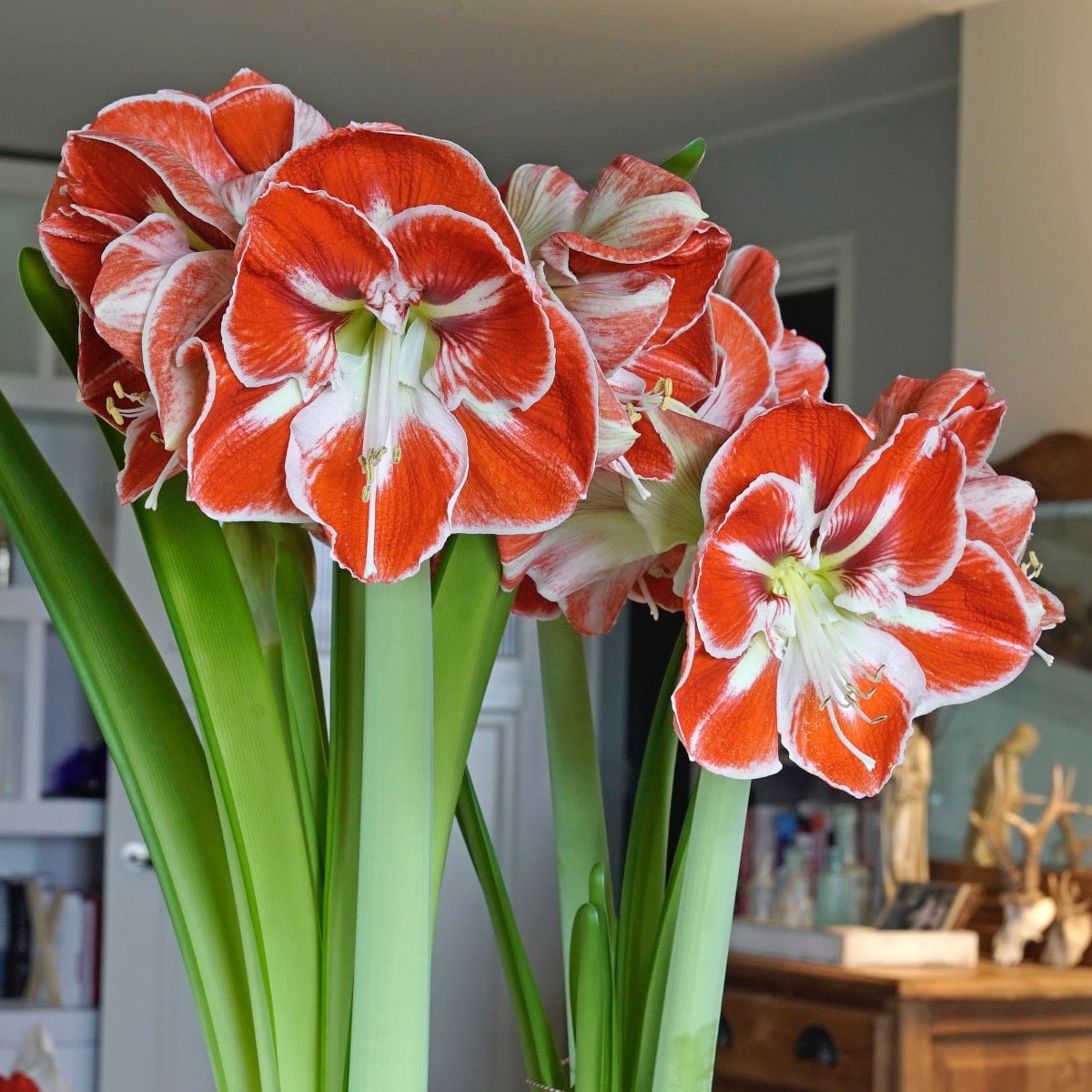 Amaryllis Samba - meerkleurige amaryllis - Fluwel