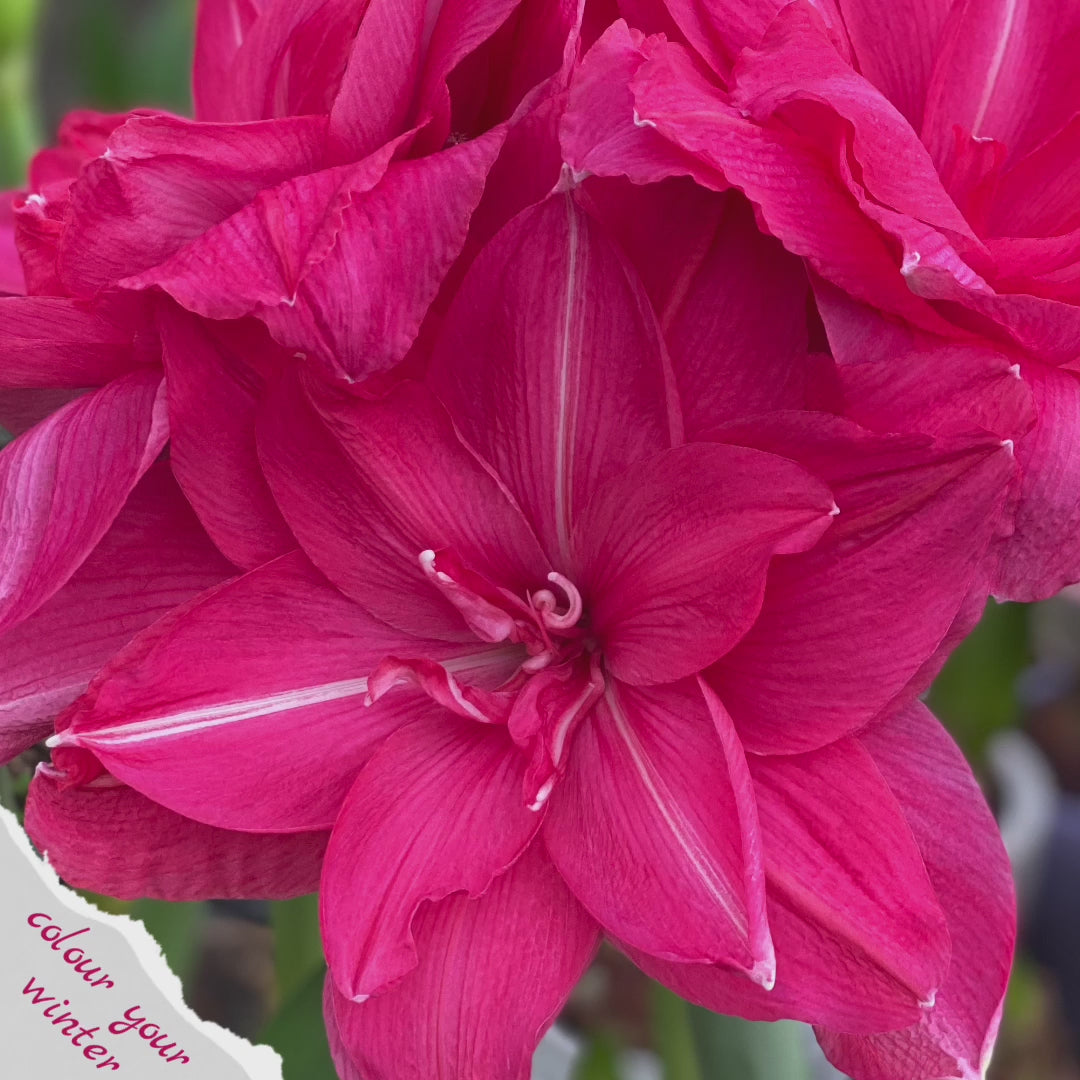 Amaryllis Candy Nymph