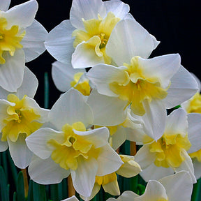 Narcissus Bella Estrella