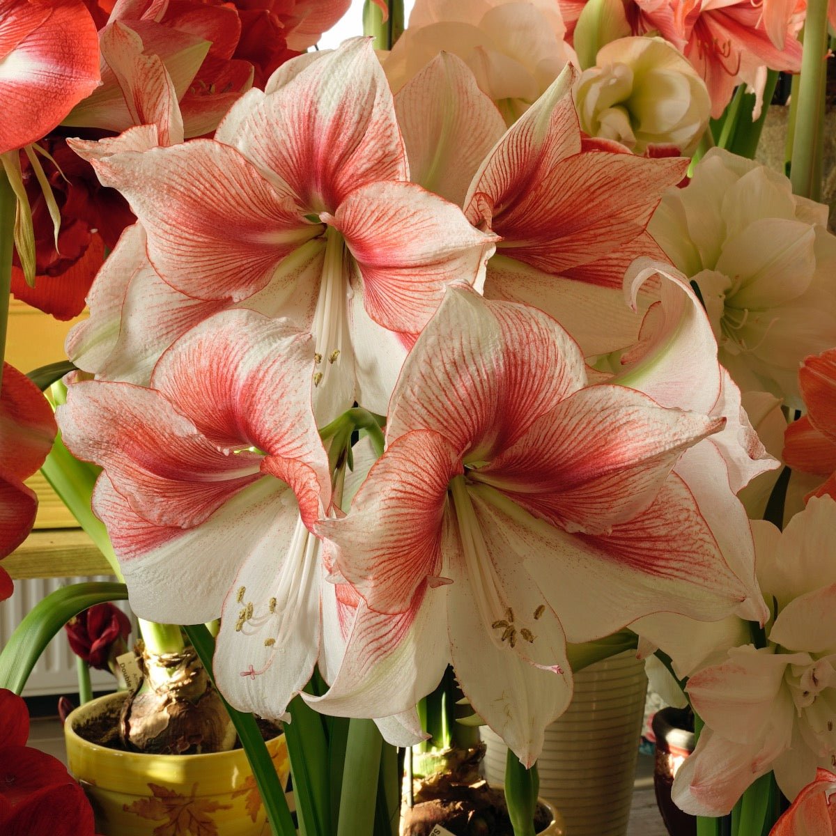 Amaryllis Grandise Fantasy - meerkleurige amaryllis - Fluwel
