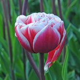 Tulipa Drumline