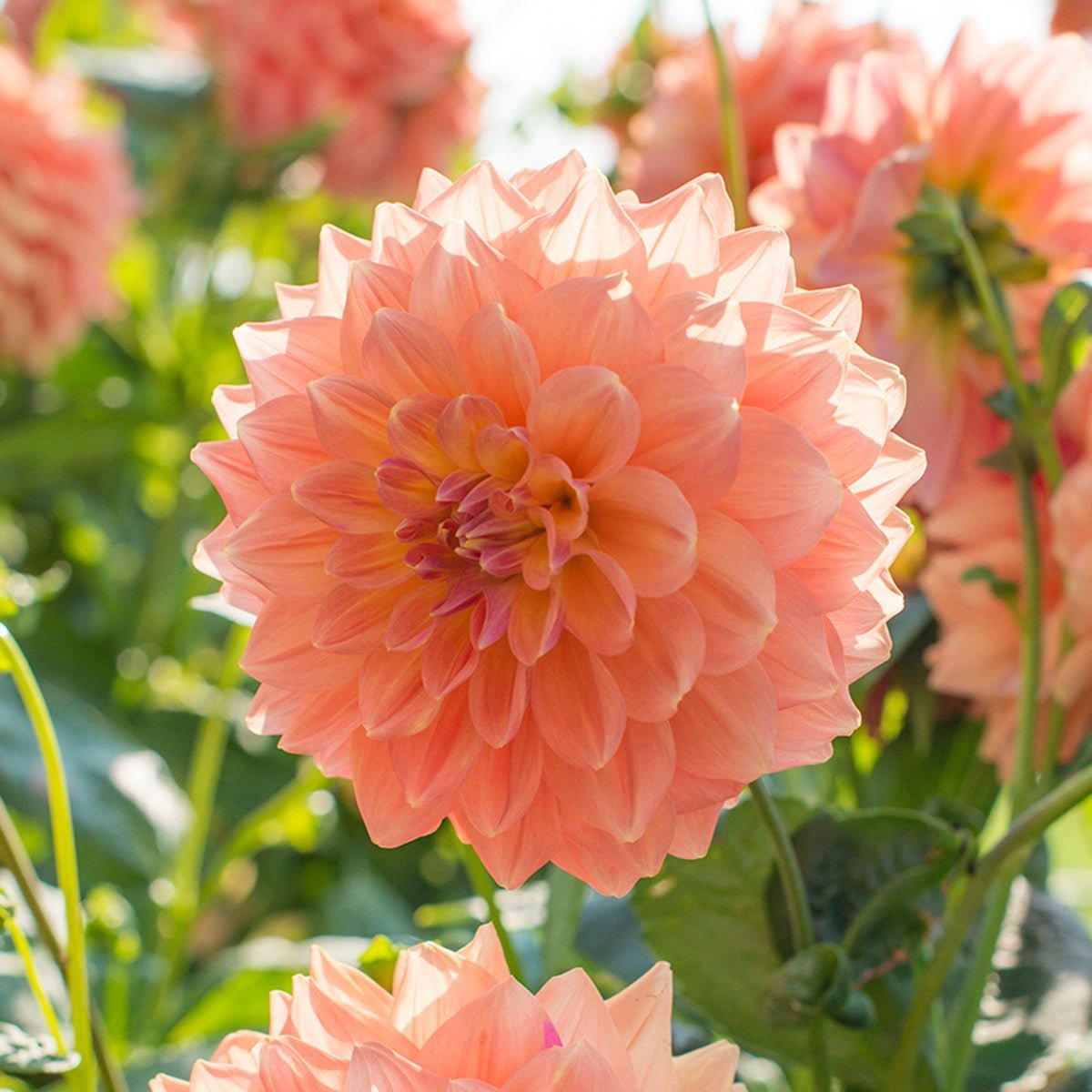 Dahlia Ace Summer Sunset - Dahlias - Fluwel