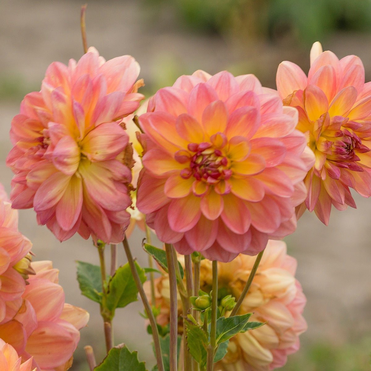 Dahlia Ace Summer Sunset - Dahlias - Fluwel