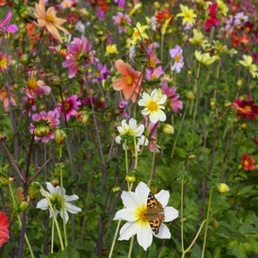Dahlia Bee Friendly mixture - Dahlias - Fluwel