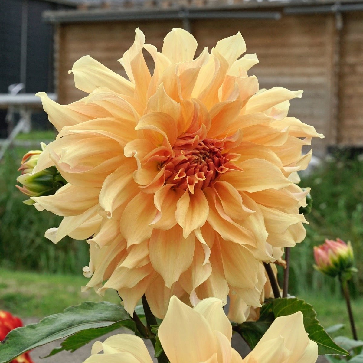 Dahlia Big Brother - oranje dahlia - Fluwel