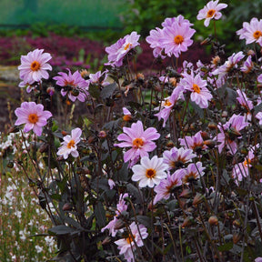 Dahlia Bishop of Leicester - Dahlias - Fluwel