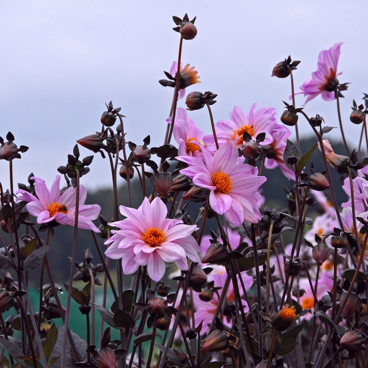 Dahlia Bishop of Leicester - lila dahlia - Fluwel
