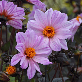 Dahlia Bishop of Leicester - Dahlias - Fluwel