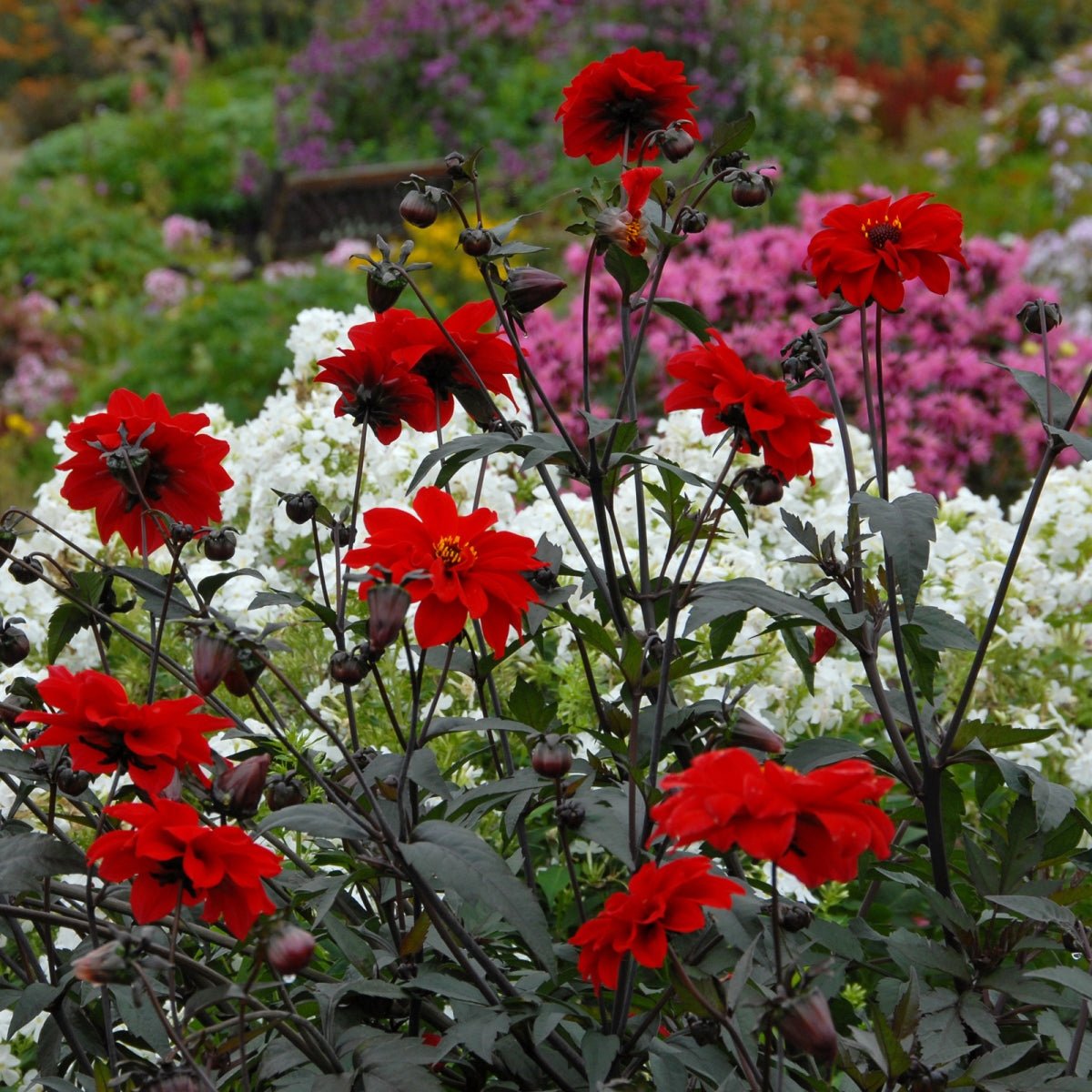 Dahlia Bishop of Llandaff - rode dahlia - Fluwel