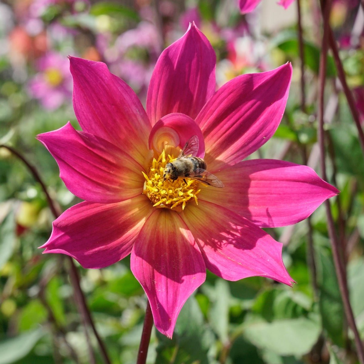 Dahlia Bright Eyes - paarse dahlia - Fluwel