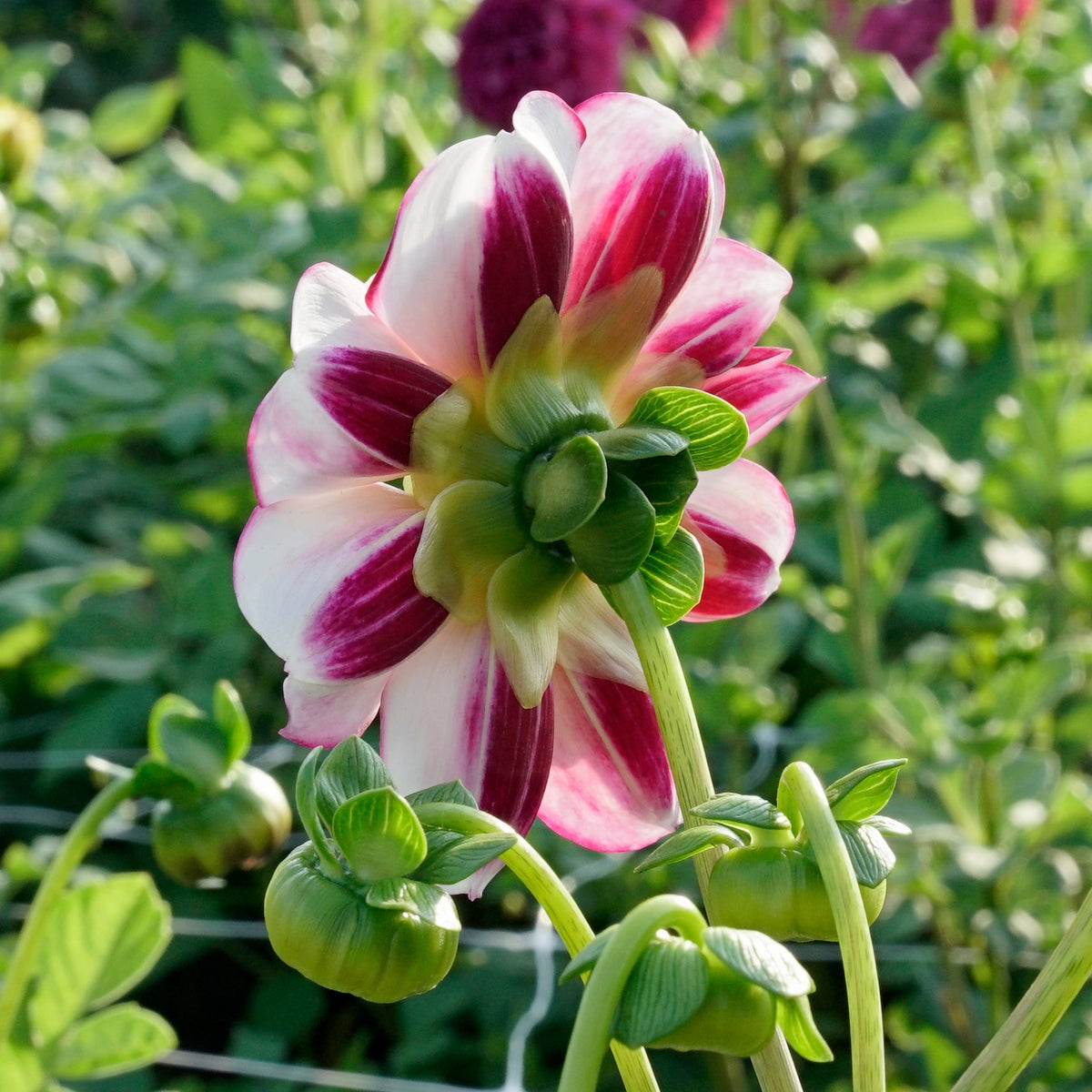 Dahlia Bumble Rumble - meerkleurige dahlia - Fluwel