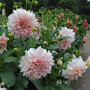 Dahlia Café au Lait - Dahlias - Fluwel