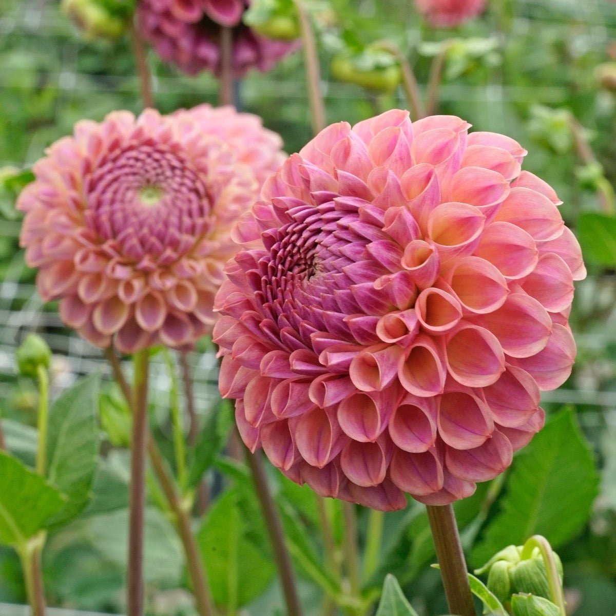 Dahlia Caitlin's Joy - roze dahlia - Fluwel