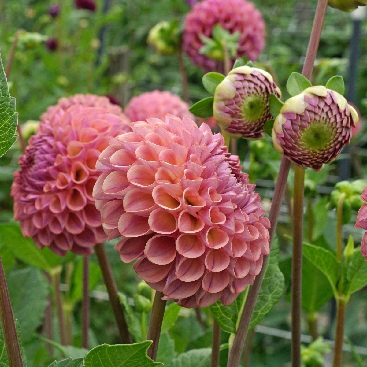 Dahlia Caitlin's Joy - roze dahlia - Fluwel