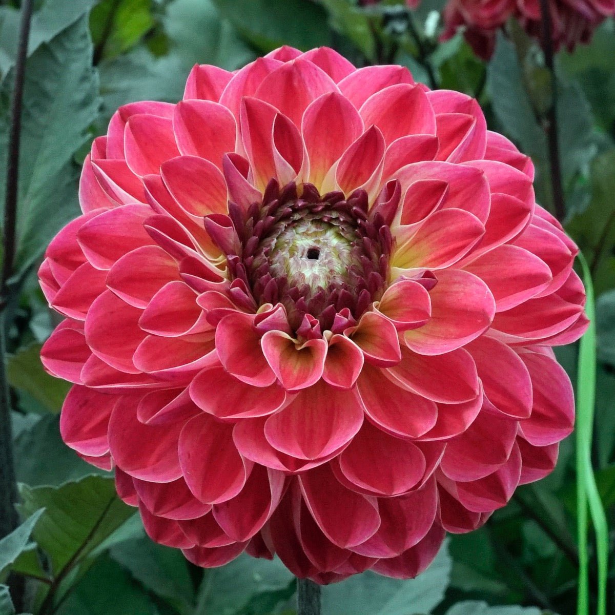 Dahlia Dancing Don - rode dahlia - Fluwel
