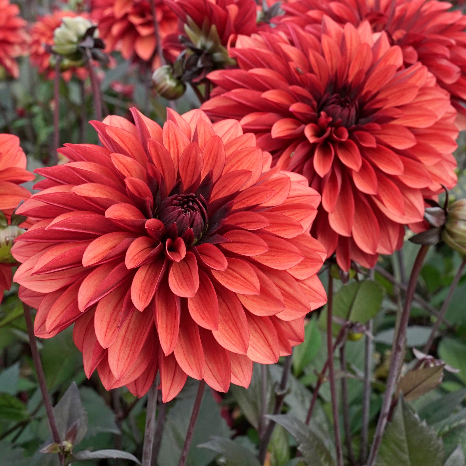 Dahlia Danique - Dahlias - Fluwel