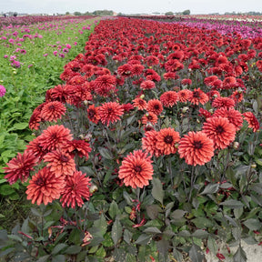 Dahlia Danique - Dahlias - Fluwel
