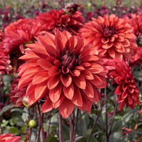 Dahlia Danique - Dahlias - Fluwel