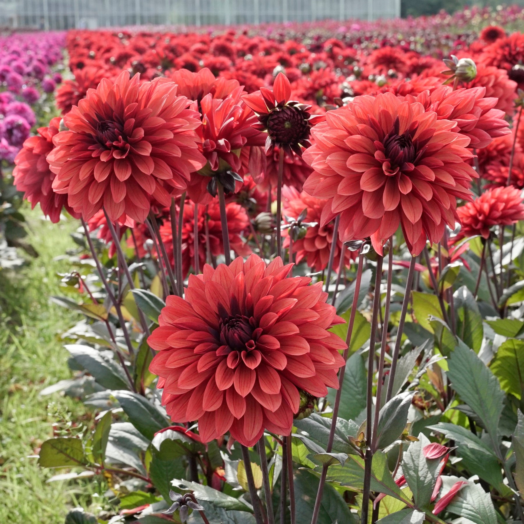 Dahlia Danique - Dahlias - Fluwel