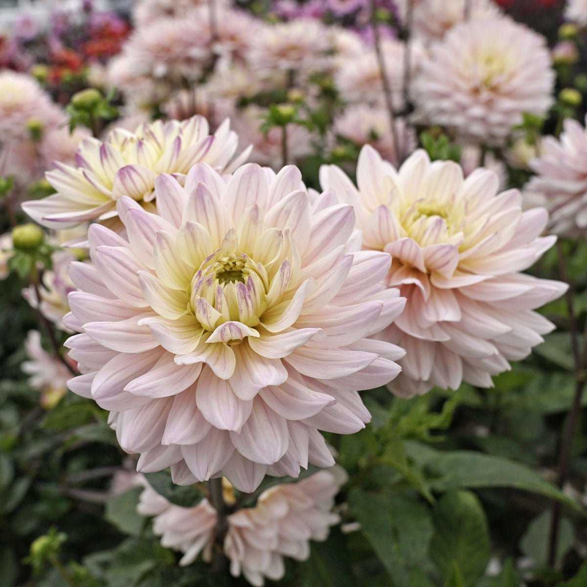 Dahlia Diana's Memory - roze dahlia - Fluwel