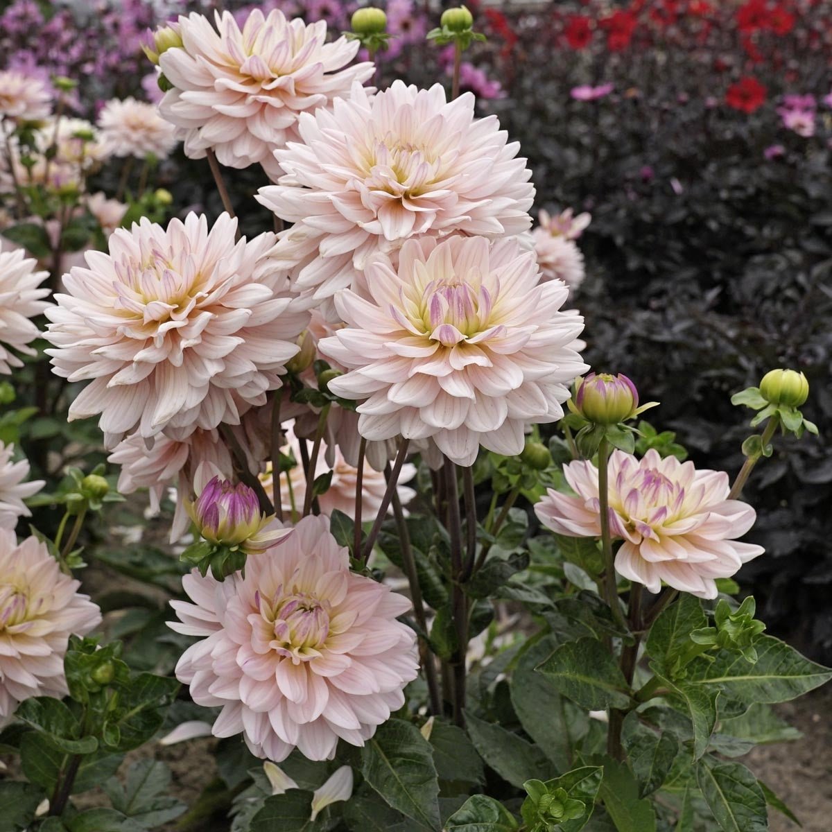 Dahlia Diana's Memory - roze dahlia - Fluwel